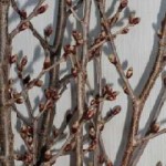 img_1040615_27283854_0